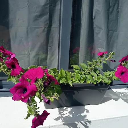 게스트하우스 Surf & Guest Lorena's House