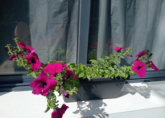 게스트하우스 Surf & Guest Lorena's House